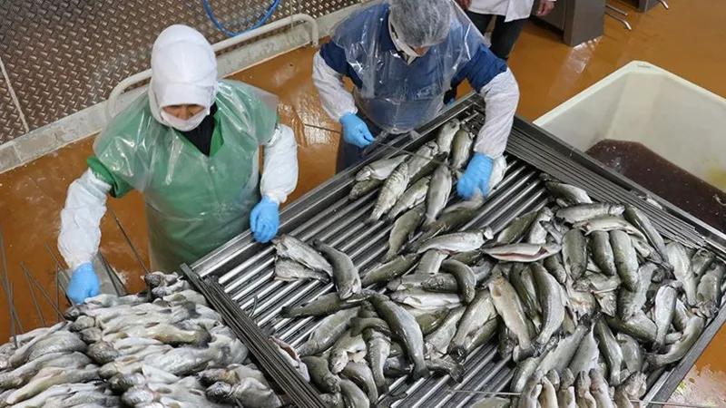 Doğu Karadeniz'in 4 aylık su ürünleri ihracatı 47,8 milyon doları aştı