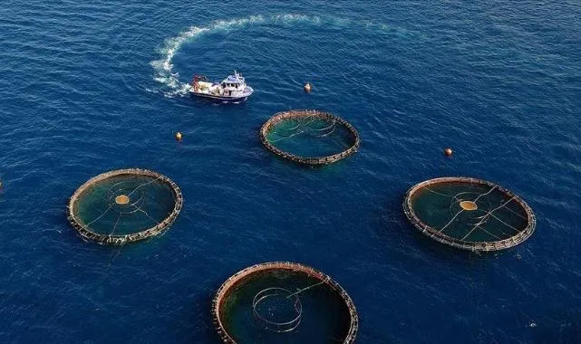 Doğu Karadeniz'in 5 aylık su ürünleri ihracatı 69,8 milyon doları aştı