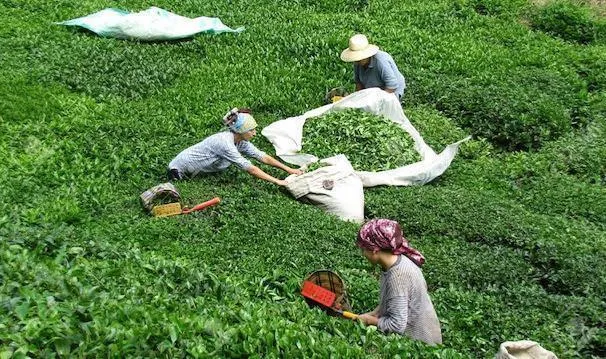 Rize Ticaret Borsası Başkanı Erdoğan'dan yaş çay sezonuyla ilgili değerlendirme: