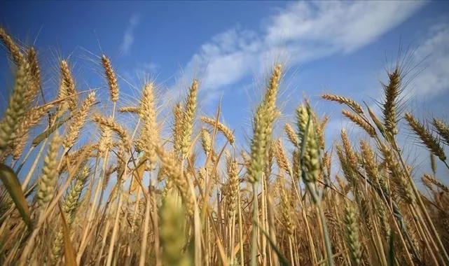 Rusya bu yıl asgari 135 milyon ton tahıl hasadı bekliyor