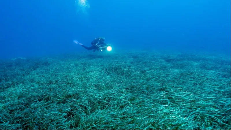 Türkiye'nin deniz çayırları 150 bin ton karbon tutuyor