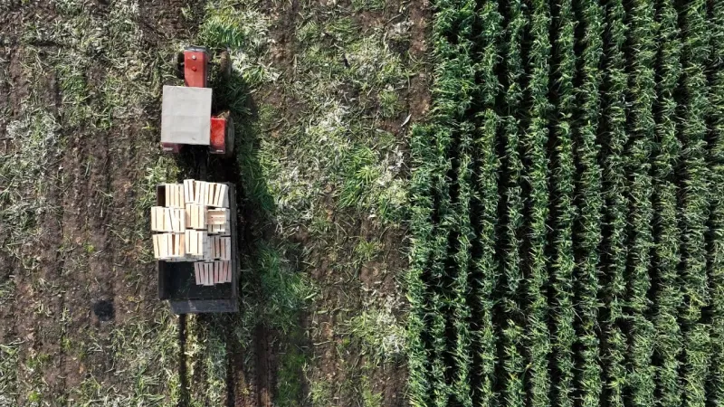 Yapay zeka destekli uydu takibi ile tarım alanlarının verimliliği artıyor